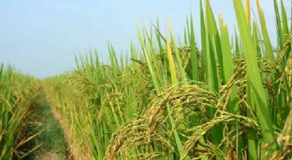 കൃഷി ഭവനുകളില്‍ ഇന്‍സെന്റീവോടെ  ഇന്റേണ്‍ഷിപ്പിന് അവസരം