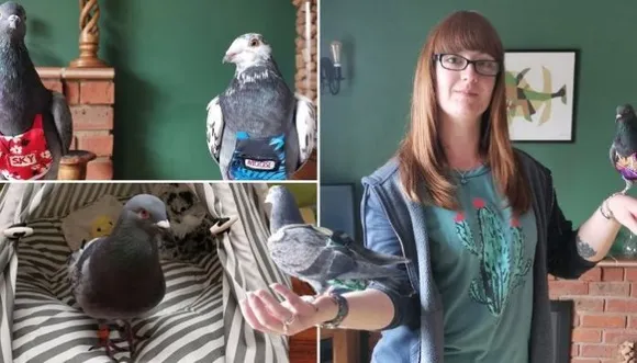 സ്വന്തമായി മുറിയും അത്യാധുനിക സൗകര്യങ്ങളുമുള്ള പ്രാവുകൾ; വളർത്തുപക്ഷികൾക്കായി ലക്ഷങ്ങൾ ചിലവഴിച്ച് ഒരു യുവതി