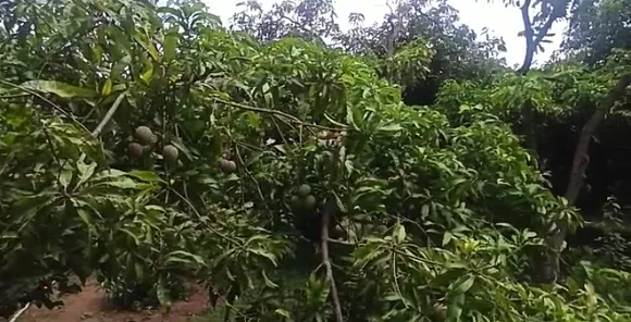 മുതലമടയിലെ മാങ്ങാകർഷകർ കഷ്ടപ്പാടിൽ