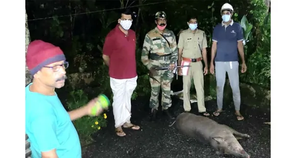 പരുതൂർ പാടശേഖരത്തിൽ വിളകൾ നശിപ്പിച്ച കാട്ടുപന്നിയെ വെടിവെച്ചു കൊന്നു