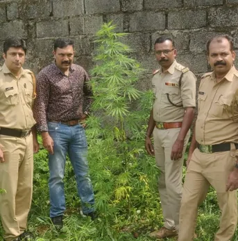 ഒഴിഞ്ഞ പുരയിടത്തില്‍ കണ്ടെത്തിയ കഞ്ചാവ് ചെടി നശിപ്പിച്ചു