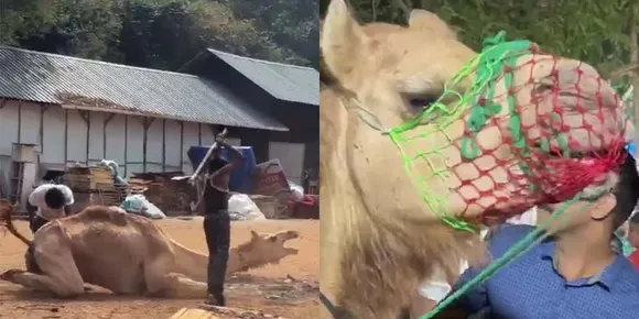 പാലക്കാട് പല്ലഞ്ചാത്തനൂരില്‍ നേർച്ചയ്ക്ക് എത്തിച്ച ഒട്ടകത്തെ ക്രൂരമായി മർദ്ദിച്ചതിനെതിരെ  പരാതി നൽകി