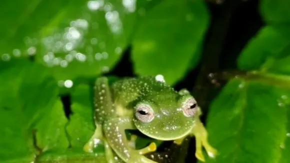 ബൊളീവിയയില്‍ അപൂര്‍വയിനം 'ഗ്ലാസ് തവളയെ' കണ്ടെത്തി