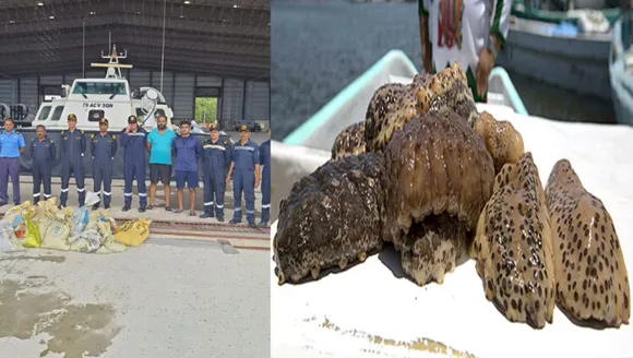 കടൽ വെള്ളരി വേട്ട : പിടിച്ചെടുത്തത് മൂന്ന് കോടിയുടെ കടൽ വെള്ളരി