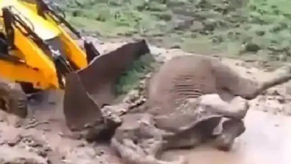 ജെസിബി ഉപയോഗിച്ച് ചെളിക്കുഴിയില്‍ വീണ ആനയെ രക്ഷപ്പെടുത്തി വനംവകുപ്പ് ഉദ്യോഗസ്ഥർ