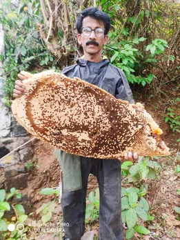 കൂറ്റനാട് ജനങ്ങൾക്ക് ഭീഷണിയായിരുന്ന കാട്ടീ ച്ചയുടെ കൂട് നീക്കം ചെയ്തു