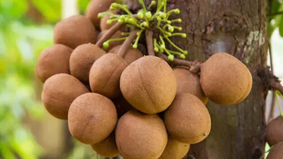 ഈ പഴം കഴിച്ചാൽ ഒരു മാസത്തോളം നിങ്ങളുടെ വിയർപ്പിന് സുഗന്ധമായിരിക്കും