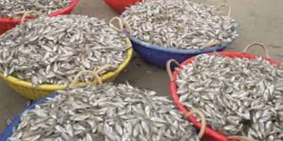 രാജ്യത്ത് സമുദ്രോൽപ്പന്നങ്ങളുടെ കയറ്റുമതിയിൽ വൻ വർദ്ധനവെന്ന് റിപ്പോർട്ട്