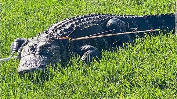 ഫ്‌ളോറിഡ അപ്പലാച്ചികോള നദിയില്‍ നിന്ന് 1008 പൗണ്ടുള്ള ഭീമന്‍ അലിഗേറ്ററെ പിടിച്ചു