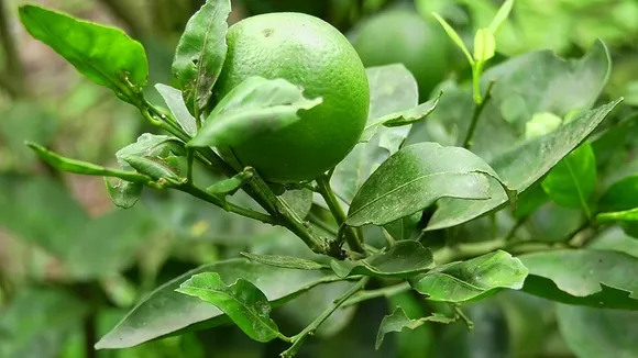 ചെറുനാരകം കൃഷിയില്‍ ശ്രദ്ധിക്കേണ്ടത്..