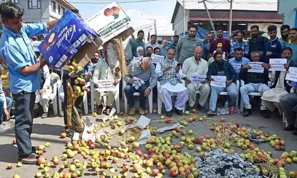 കാശ്മീർ ആപ്പിളിന് വിലയില്ല, കർഷകർ പരിഭ്രാന്തിയിൽ...