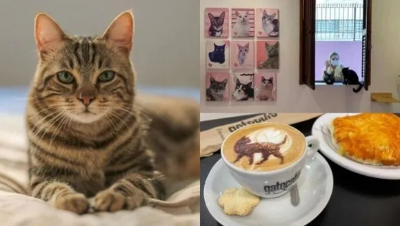 പൂച്ച പ്രേമികൾക്കായി ഒരിടം.. ഈ കഫേയിലെങ്ങും പൂച്ചമയമാണ്, കുടിക്കുന്ന കാപ്പിയിൽ ആയാലും കഴിക്കുന്ന ബിസ്ക്കറ്റിൽ ആയാലും