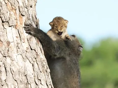അപൂർവ്വമായൊരു കാഴ്ച !! സിംഹക്കുട്ടിയെ തട്ടിയെടുത്ത് ലാളിക്കുന്ന വാനരൻ !