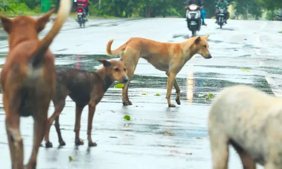 വീണ്ടും പേവിഷ ബാധയേറ്റ് മരണം; ഒരാഴ്ചയ്ക്കിടെ മൂന്ന് മരണം; ഏഴര മാസത്തിനിടെ പൊലിഞ്ഞത് 17 ജീവനുകൾ; സംസ്ഥാനത്ത് ഞെട്ടിച്ച് പേവിഷ ബാധ മരണങ്ങൾ