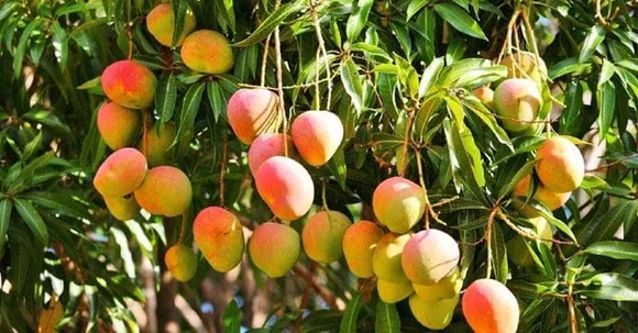 നിങ്ങളുടെ മാവും പൂക്കും, ഈ വിദ്യകള്‍ പ്രയോഗിച്ചാൽ..!