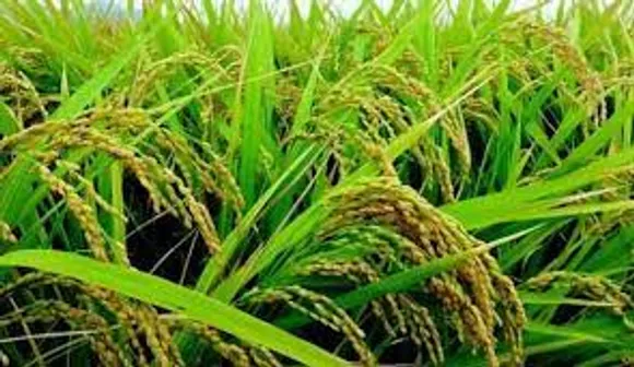 കോഴിക്കോട് ജില്ലയിലെ 14 പാടശേഖരങ്ങളിൽ കതിരണി പദ്ധതി പ്രകാരം തരിശ് ഭൂമി കൃഷിയോഗ്യമാക്കുന്നതിന് തീരുമാനം