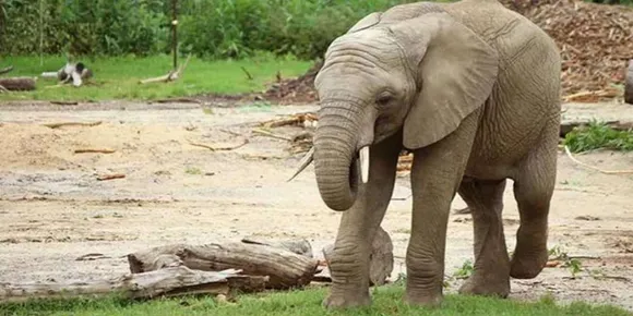 ഡാലസ് മൃഗശാലയിലെ ആന ഓർമയായി
