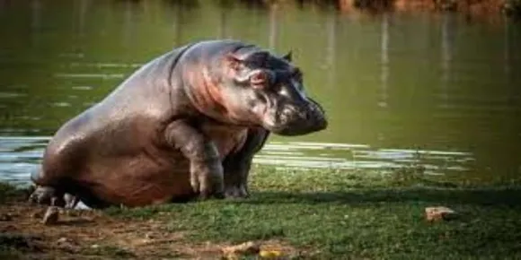 എസ്കോബാറിന്റെ കൊക്കെയ്ന്‍ ഹിപ്പോ വാഹനാപകടത്തില്‍ ചത്തു