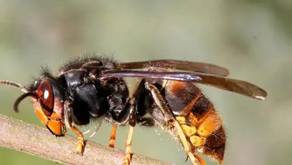 കാട്ടു തേനീച്ചകളുടെ ആക്രമണം; കോഴിക്കോട് ഒൻപത് പേർക്ക് പരിക്ക്