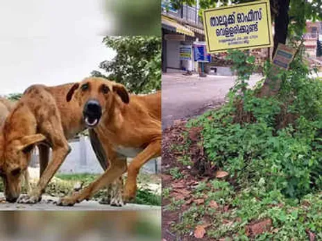 വെള്ളരിക്കുണ്ടിൽ തെരുവുനായ ആക്രമണം; ഭയന്നോടി കുഴിയിൽ വീണു  വിദ്യാർത്ഥിനിക്ക് പരിക്ക്