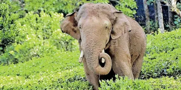 ചിന്നക്കനാലില്‍ വീണ്ടും അരിക്കൊമ്പന്റെ ആക്രമണം; 301 കോളനിയില്‍ കുട്ടായുടെ വീട് കൊമ്പന്‍ തകര്‍ത്തു; വീട്ടില്‍ ആള്‍ ഇല്ലാത്ത സമയമായതിനാൽ ഒഴിവായത് വൻ ദുരന്തം