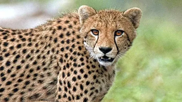 മാധ്യമങ്ങളേ... അപവാദപ്രചരണം അവസാനിപ്പിക്കൂ... ചീറ്റപ്പുലി ഗർഭിണിയല്ല; ആശ എന്ന പേരിൽ ഒരു ചീറ്റപ്പുലിയുമില്ല !