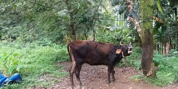 കണ്ണൂരിൽ ഒരു പശുവിന് കൂടി പേയിളകി, ദയാവധം നടത്തി; പശുവിന്റെ ആക്രമണത്തിൽ പരിക്കേറ്റവ‍ർ നിരീക്ഷണത്തിൽ