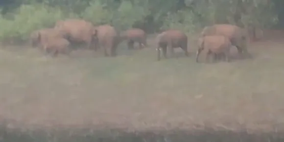 മലമ്പുഴയിൽ കാട്ടാനകൾ നാട്ടിലിറങ്ങി: ജനങ്ങൾ പരിഭ്രാന്തിയിൽ