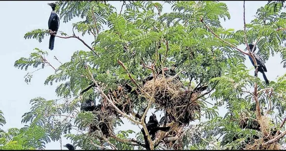 കോട്ടയത്ത്  ഏക കൊറ്റില്ലത്താവളവും നാശത്തിന്റെ വക്കില്‍;  അങ്ങാടി കുരുവികള്‍ നഗരംവിട്ടു