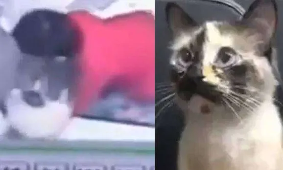 ഏണിപ്പടിയില്‍ നിന്ന് താഴേയ്ക്ക് പോകുമായിരുന്ന കുഞ്ഞിനെ രക്ഷിച്ച വളര്‍ത്തുപൂച്ച: വീഡിയോ വൈറൽ