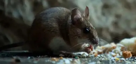 ഐസിയുവില്‍ വച്ച് എലിയുടെ കടിയേറ്റു; 38-കാരന് ദാരുണാന്ത്യം; ആശുപത്രി അധികൃതര്‍ക്കെതിരെ നടപടി