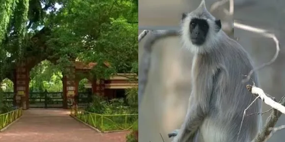 വീണ്ടും മുങ്ങി: മൃഗശാലയിൽ നിന്ന് ചാടിപ്പോയ ഹനുമാൻ കുരങ്ങിനെ മരത്തിന്റെ മുകളിൽ നിന്നു കാണാതായി