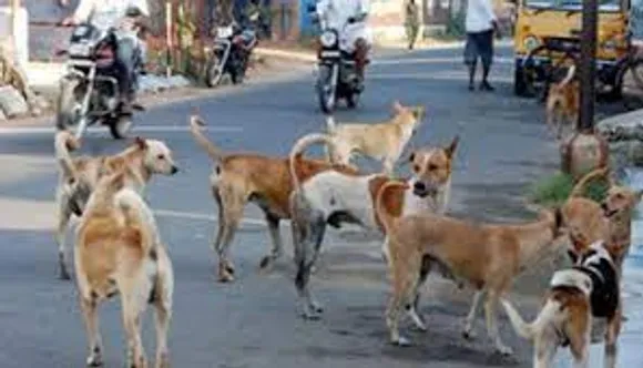 തെരുവ് നായകളുടെ ആക്രമണത്തിൽ സ്‍തംഭിച്ച്‌ അരീക്കര നിവാസികൾ