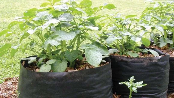 കൃഷി ​ഗ്രോബാഗില്‍?  ഇവ ശ്രദ്ധിക്കണം