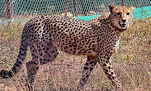 ദക്ഷിണാഫ്രിക്കയില്‍ നിന്നെത്തിച്ച ഒരു ചീറ്റ കൂടി ചത്തു; ഉദയ് ചികിത്സയിലായിരുന്നുവെന്ന് അധികൃതര്‍