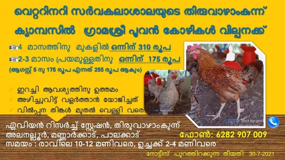 തിരുവിഴാംകുന്ന് വെറ്ററിനറി സർവകലാശാലയിൽ ഗ്രാമശ്രീ പൂവൻ കോഴികൾ വില്പനക്ക്‌