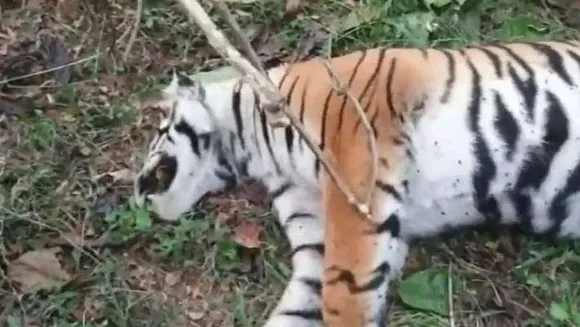 വയനാട്ടിലെ സ്വകാര്യ തോട്ടത്തിൽ കടുവയുടെ ജഡം; കഴുത്തിൽ കുരുക്ക് മുറുകിയ നിലയിൽ, ജഡത്തിന് ഒരു ദിവസത്തെ പഴക്കം