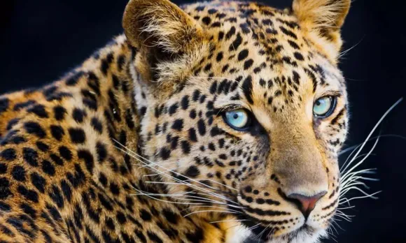 മൂന്നുവയസുകാരനെ കടിച്ചെടുത്ത് കാട്ടിലേക്കോടി പുലി; തലനാരിഴക്ക് രക്ഷപെടൽ