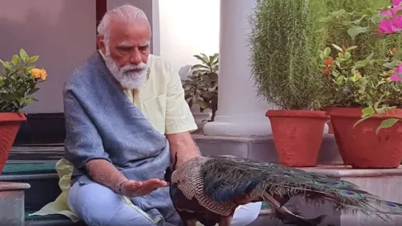 ഔദ്യോഗിക വസതിയിൽ മയിലിനൊപ്പം ചെലവഴിക്കുന്ന പ്രധാനമന്ത്രി- വീഡിയോ വൈറല്‍ !