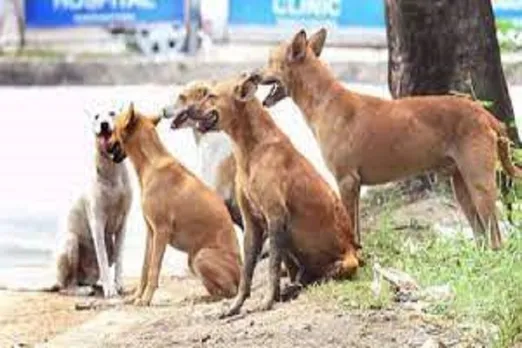 കാസർകോഡ് അഞ്ച് പേർക്ക് പേപ്പട്ടിയുടെ കടിയേറ്റു; പട്ടിയെ നാട്ടുകാർ തല്ലിക്കൊന്നു