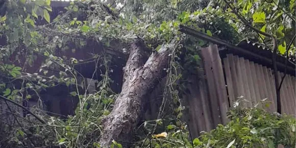 കെഎസ്ഇബി മലമ്പുഴ സെക്ഷൻ ഓഫീസിനു മുകളിൽ വീണ മരക്കൊമ്പ് മുറിച്ചുമാറ്റി; ഷെഡിന്‍റെ അറ്റകുറ്റപ്പണികള്‍ പൂര്‍ത്തിയാക്കി