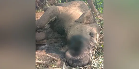 മലമ്പുഴ കവ കോഴിമലഭാഗത്ത് പിടിയാന ചരിഞ്ഞതിൽ ദുരുഹത; വിദഗ്ദ്ധ പരിശോധന ആവശ്യപ്പെട്ട് പാലക്കാട് ആനപ്രേമി സംഘം