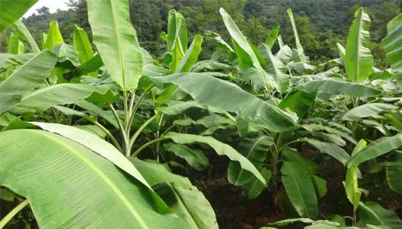 വാഴപ്പഴത്തിന്റെ വിവിധ ഇനങ്ങള്‍ ഇതാ, മാങ്ങ കഴിഞ്ഞാല്‍ കേമന്‍ വാഴപ്പഴം തന്നെ; ഹൈടെക്കായി വാഴ വളര്‍ത്താൻ ശ്രദ്ധിക്കാം ഈ കാര്യങ്ങൾ