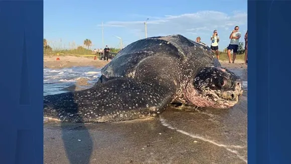 800 പൗണ്ടുള്ള കടലാമ മെല്‍ബോണ്‍ ബീച്ചില്‍