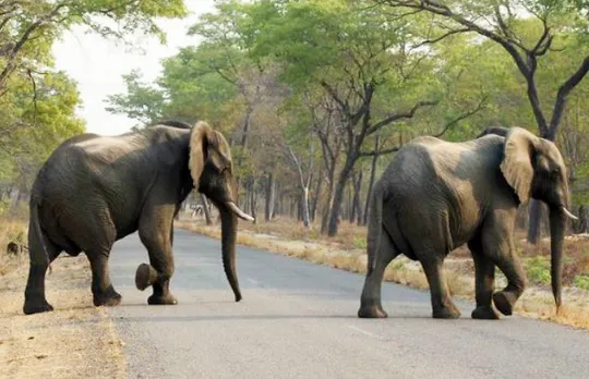 സിംബാബ്‌വേ ആനകളെ കൂട്ടത്തോടെ വിൽക്കുന്നു, വളരെ കുറഞ്ഞ വിലയിൽ !