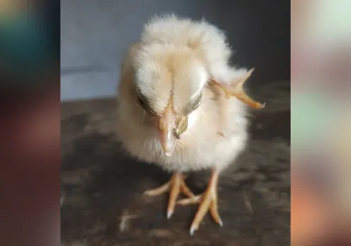 മലമ്പുഴ കടുക്കാംകുന്നത്ത് തലയിലൊരു കാലുമായി ജനിച്ച കോഴിക്കുഞ്ഞ് വിസ്മയമാകുന്നു !