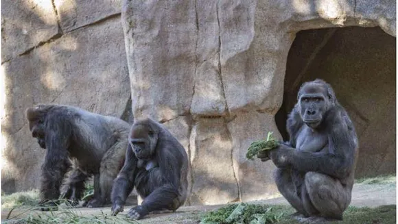 സാന്റിയാഗോ മൃഗശാലയിലെ ഗൊറില്ലകള്‍ക്ക് കോവിഡ് 19 സ്ഥിരീകരിച്ചു