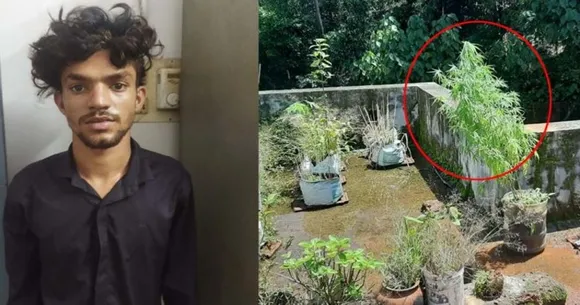 വീടിന്റെ ടെറസിൽ കഞ്ചാവ് കൃഷി; കാസർഗോഡ് യുവാവ് അറസ്റ്റിൽ