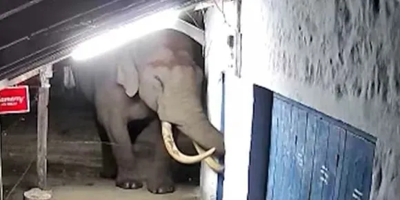 മൂന്നാറിൽ വീണ്ടും പടയപ്പയുടെ ആക്രമണം; പലചരക്ക് കട തകർത്തു