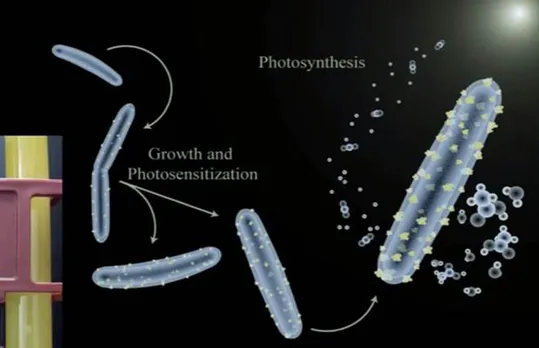 Cyborg Bacteria Can Harvest Solar Energy to Produce Fuel